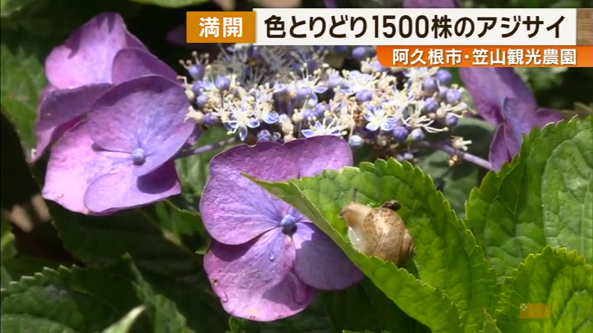 KKB NEWS
