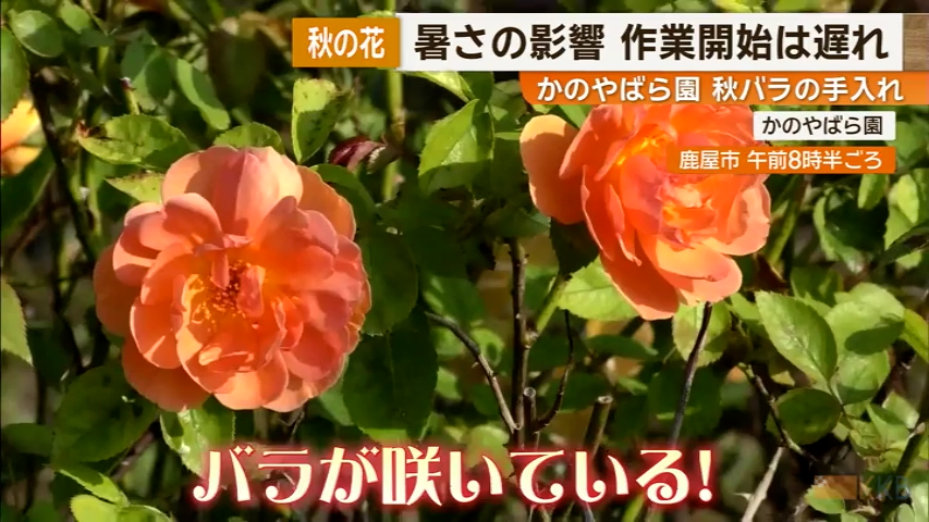 KKB NEWS