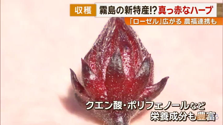 KKB NEWS