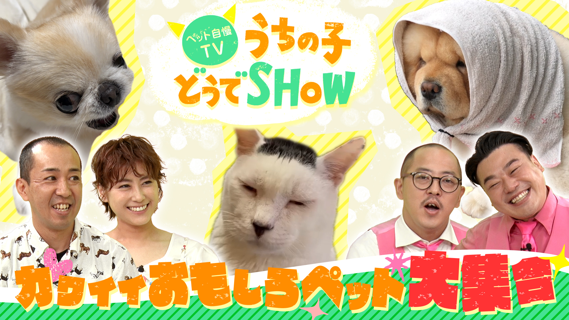 ybgTV ̎qǂSHOW